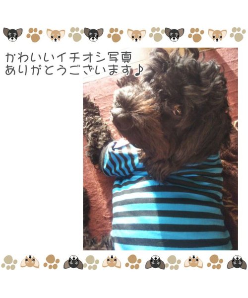 HAPPY DOG!!(はっぴーDOG！！)/ 犬 服 犬服 ドッグウェア ボーダー ラグビー カットソー Tシャツ ユニオンジャック  【春 夏 春夏 毛抜け防止 毛落ち防止 おしゃれ 可愛い 女の子 男/img08