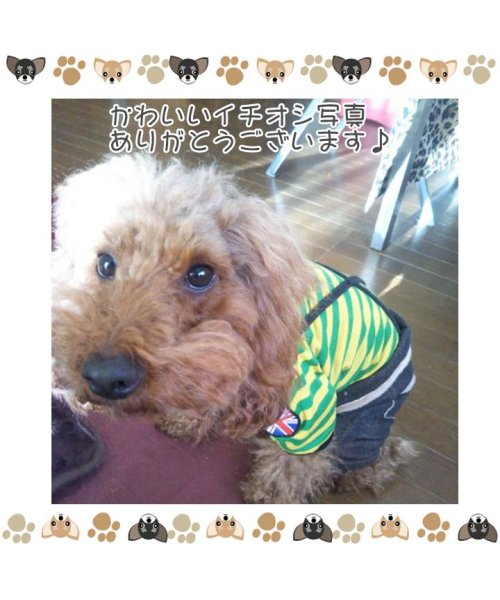 HAPPY DOG!!(はっぴーDOG！！)/ 犬 服 犬服 ドッグウェア ボーダー ラグビー カットソー Tシャツ ユニオンジャック  【春 夏 春夏 毛抜け防止 毛落ち防止 おしゃれ 可愛い 女の子 男/img09