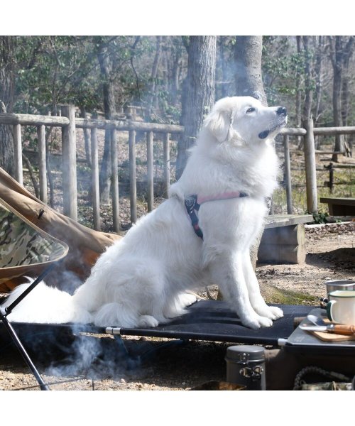 中大型犬用(中大型犬用)/【中大型犬用】ブリオ　ライン　ハーネス/img29