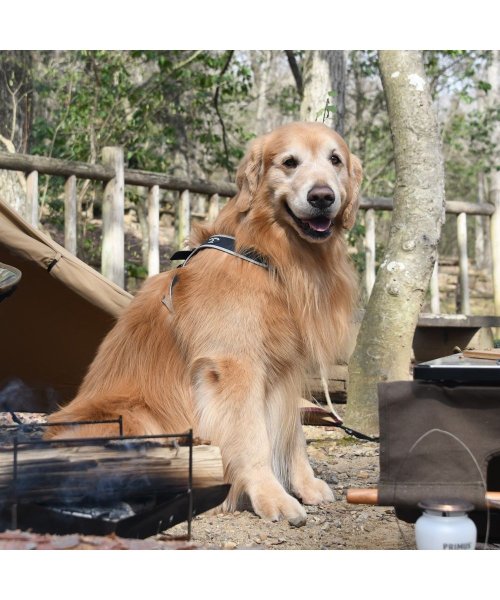 中大型犬用(中大型犬用)/【中大型犬用】スポルツァ　ライン　ハーネス【6号】/img24