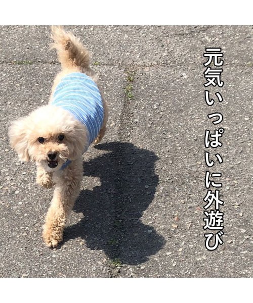 HAPPY DOG!!(はっぴーDOG！！)/犬 服 犬服 いぬ 犬の服 着せやすい タンクトップ ボーダー 袖なし 袖無し ドッグウェア 【春 夏 春夏 春服 夏服 春物 夏物】【男の子 小型犬 中型犬】/img02