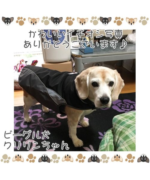 HAPPY DOG!!(はっぴーDOG！！)/犬のカッパ 犬 服 犬服 犬の服 アウター レインコート 着せやすい ドッグウェア カッパ マジックテープ 雨具 ポンチョ  【おしゃれ 可愛い トイプードル /img14