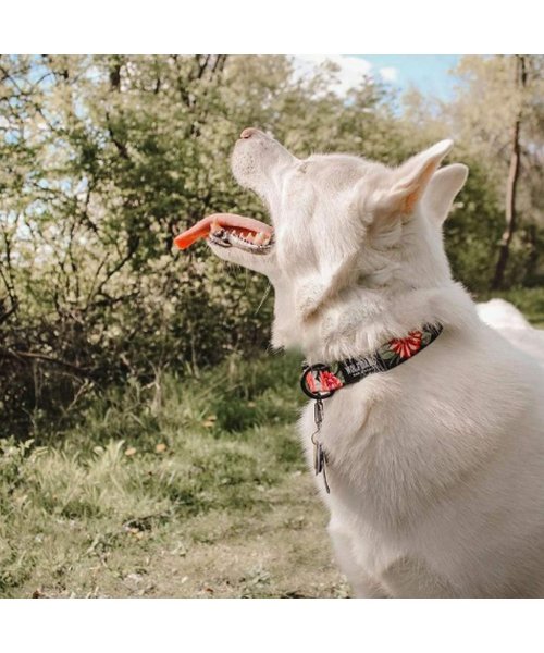 WOLFGANG(ウルフギャング)/ ウルフギャング WOLFGANG 首輪 小型犬用 Sサイズ 首輪犬 カラー COLLAR マン&ビースト MAN&BEAST/img08