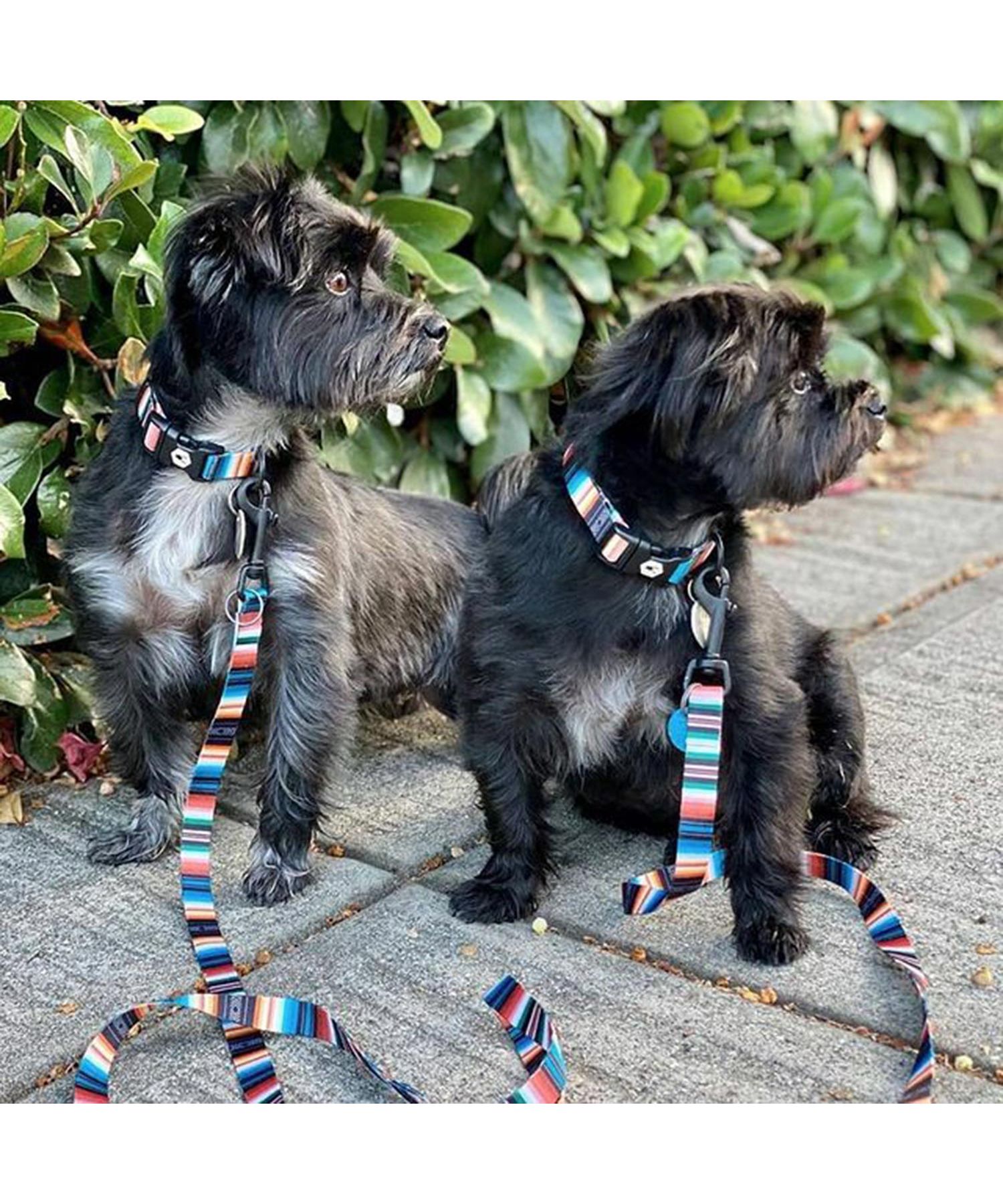 ウルフギャング WOLFGANG リード 中型犬 大型犬用 Mサイズ リーシュ