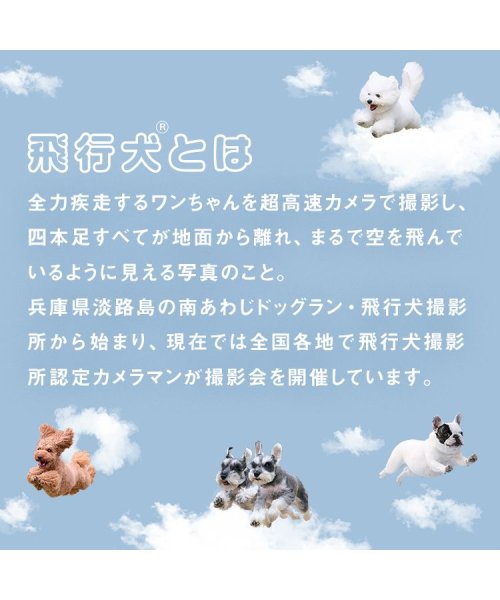 Wpc．(Wpc．)/【Wpc.公式】日傘 飛行犬(R)×Wpc. 空飛ぶ遮光ワンブレラ ミニ 完全遮光 遮熱 晴雨兼用 レディース 折り畳み傘 母の日 母の日ギフト プレゼント/img03