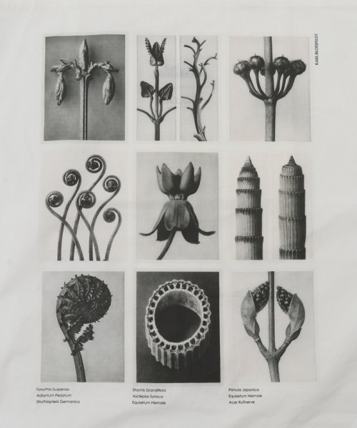 サロン　アダム　エ　ロペ(サロン　アダム　エ　ロペ)/【KARL BLOSSFELD】フォトプリントトートバッグ/img25