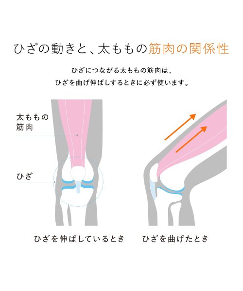 SIXPAD Knee Fit Lサイズ ポリウレタン Knee Fit 大腿四頭筋だいたいしとうきん 人生100年時代を またはその疑いがある方