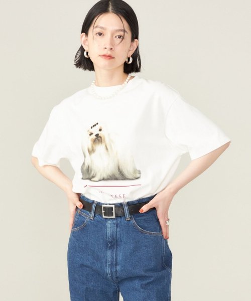 SHIPS WOMEN(シップス　ウィメン)/《予約》SHIPS NINE CASE:〈洗濯機可能〉MALTESE TEE◆/img13