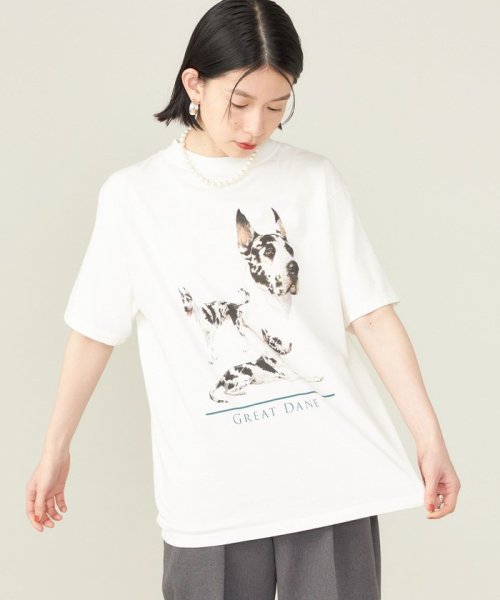 SHIPS WOMEN(シップス　ウィメン)/《予約》SHIPS NINE CASE:〈洗濯機可能〉GREAT DANE TEE◆/img08