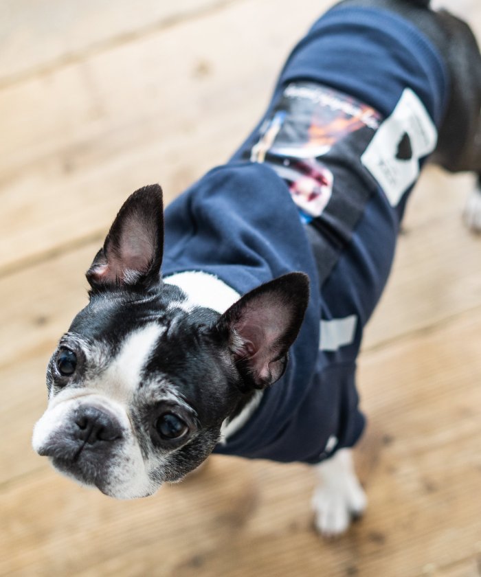 犬用ペット服 雪玉 ペットの人気商品 通販 価格比較 価格 Com