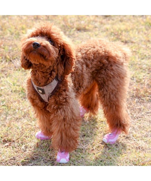犬 靴 犬靴 犬用靴 ドッグシューズ スニーカー 夏 肉球やけど防止 履かせやすい くつ 秋 冬 秋冬 冬服 毛抜け防止 毛落ち防止 おしゃれ 可愛い 女の子 はっぴーdog Happy Dog Magaseek 犬 靴 犬靴 犬用靴 ドッグシューズ スニーカー 夏 肉球やけど防止 履かせやすい くつ 秋 冬 秋冬 冬服 毛抜け防止 毛落ち防止 おしゃれ 可愛い 女の子 はっぴーdog Happy Dog Magaseek