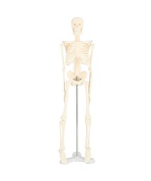BACKYARD FAMILY/人体骨格模型 humiltg23/504410164