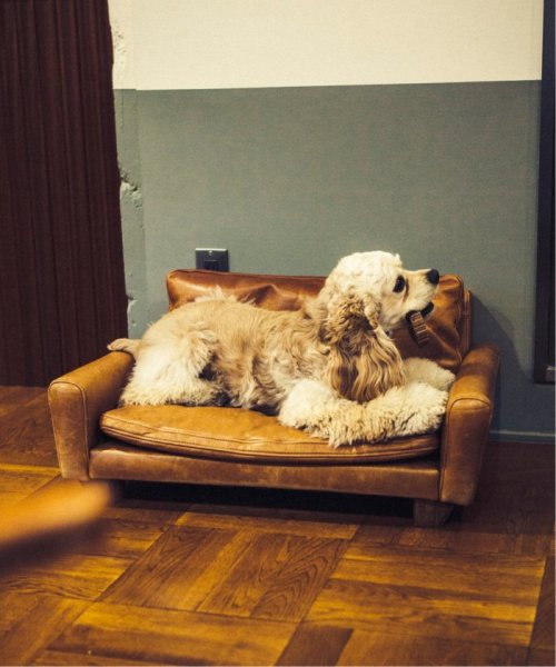 ACME Furniture(アクメファニチャー)/FRESNO FOR DOG－S フレスノ ドッグ ペット用ソファ/その他カラーK