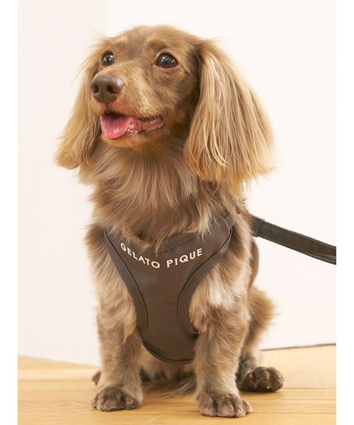GELATOPIQUECAT & DOG 【CAT & DOG】背中あきハーネス CGRY L GELATOPIQUECAT & DOG 【CAT & DOG】背中あきハーネス CGRY L