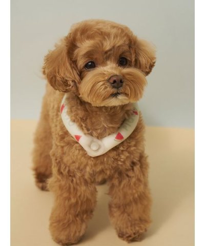 【CAT&DOG】サマーモチーフ柄Coolingネックリング