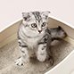 猫用品